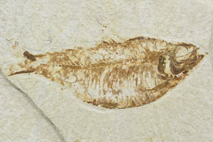 Bargain, Fossil Fish (Knightia) - Wyoming #120997